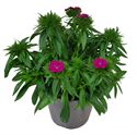 Bild von Ej Dianthus P19 Purple